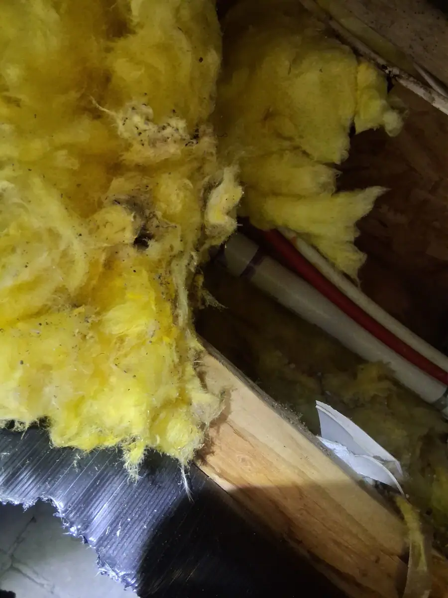 Yellow insulation packed around red and white water lines inside an opened belly