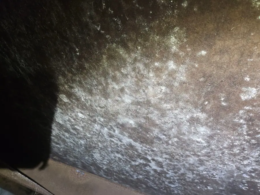 Mold spots on the underside of the old bottom board