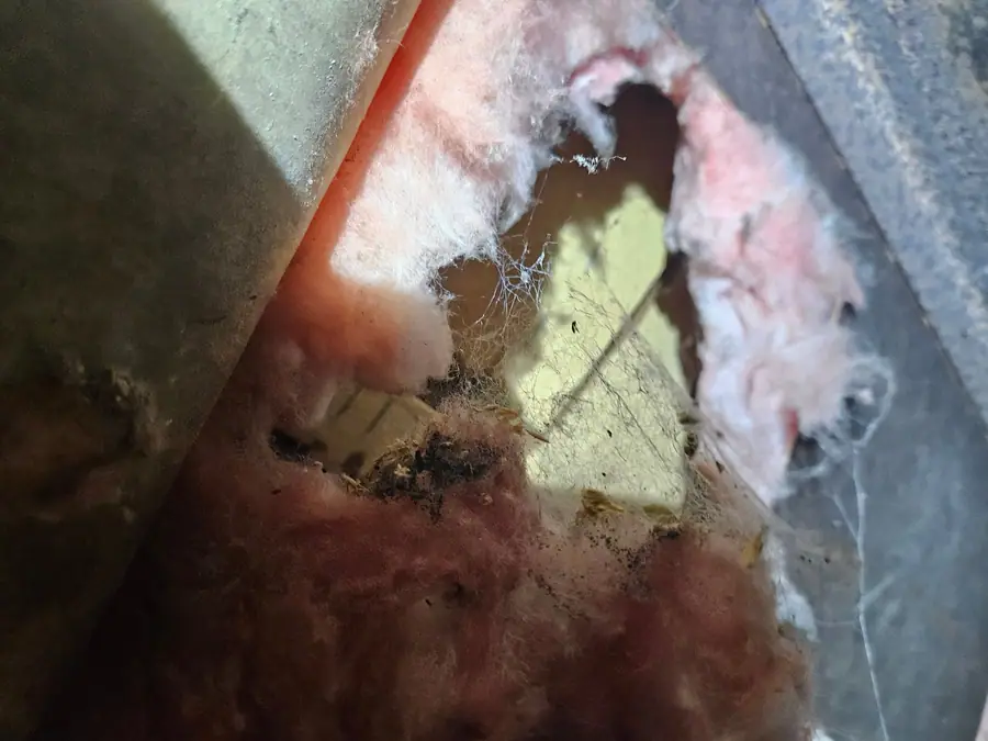 Hole in the belly with pink insulation pulled through