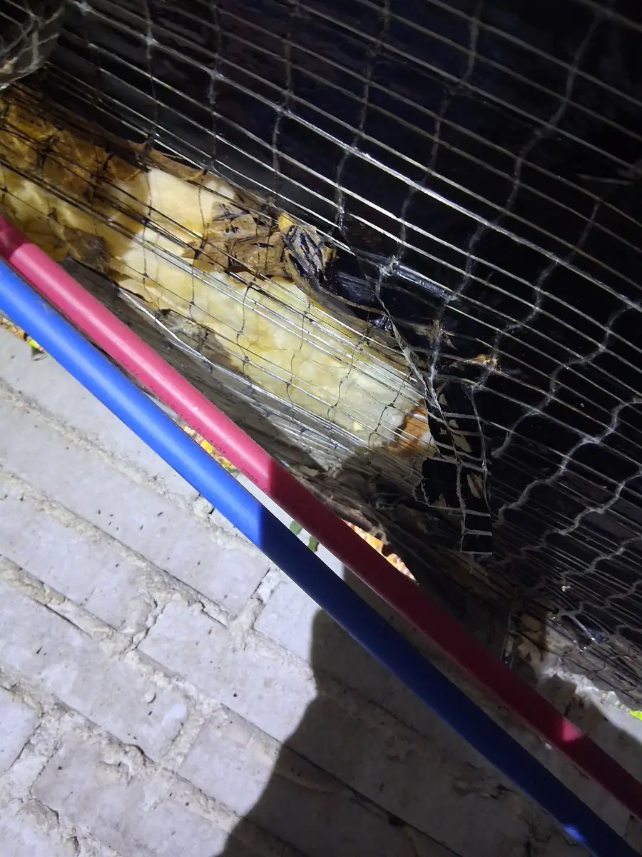 Wire mesh holding insulation above red and blue water lines
