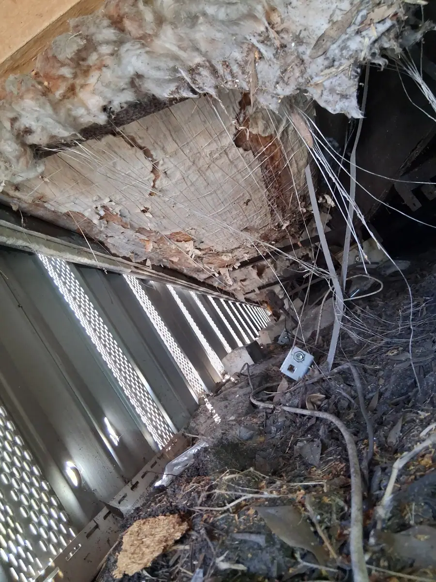 Metal skirting vent with debris and torn insulation behind it