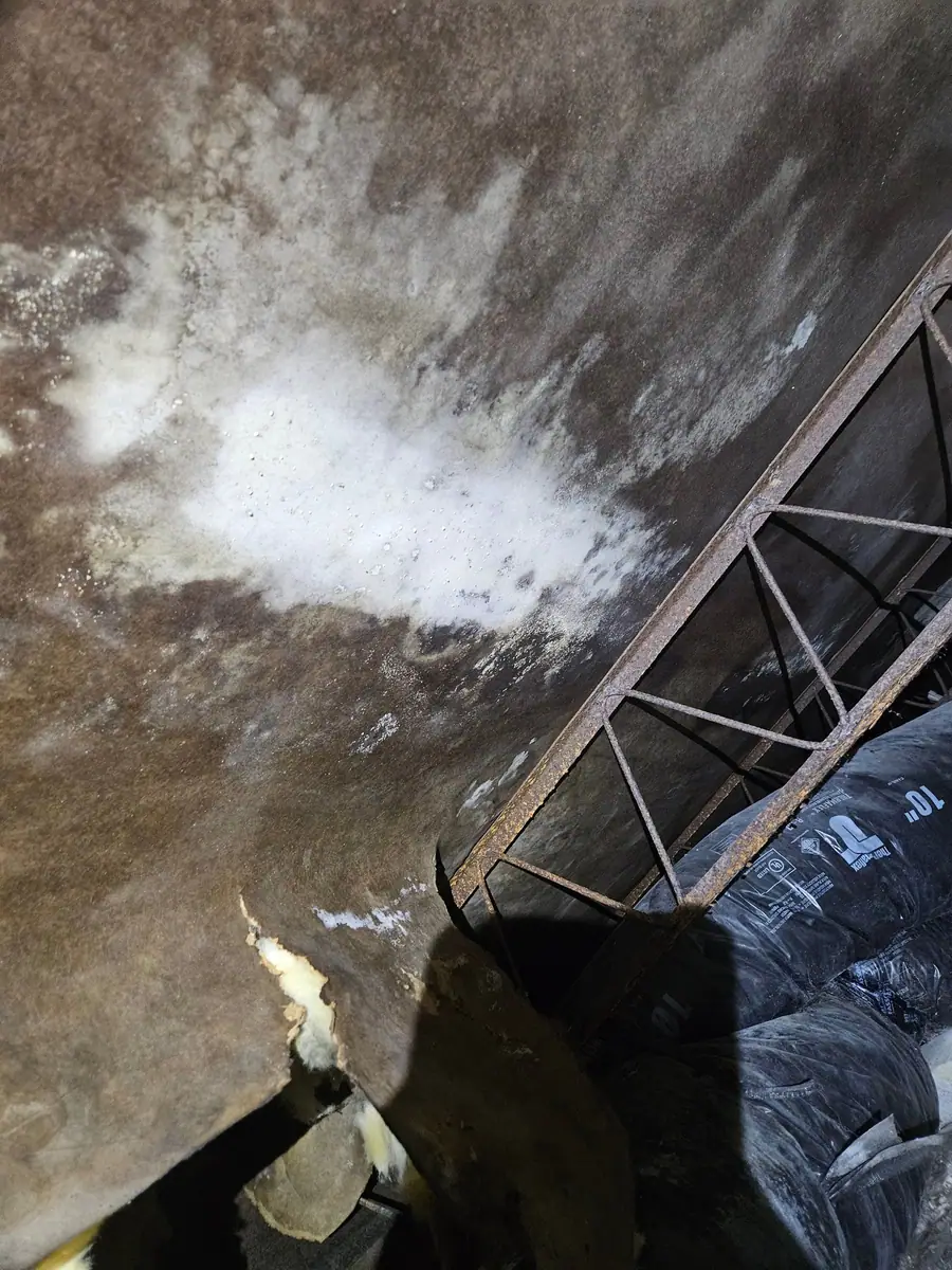 Mold growing on the old bottom board under a manufactured home